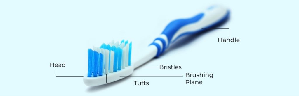 Parts of a toothbrush