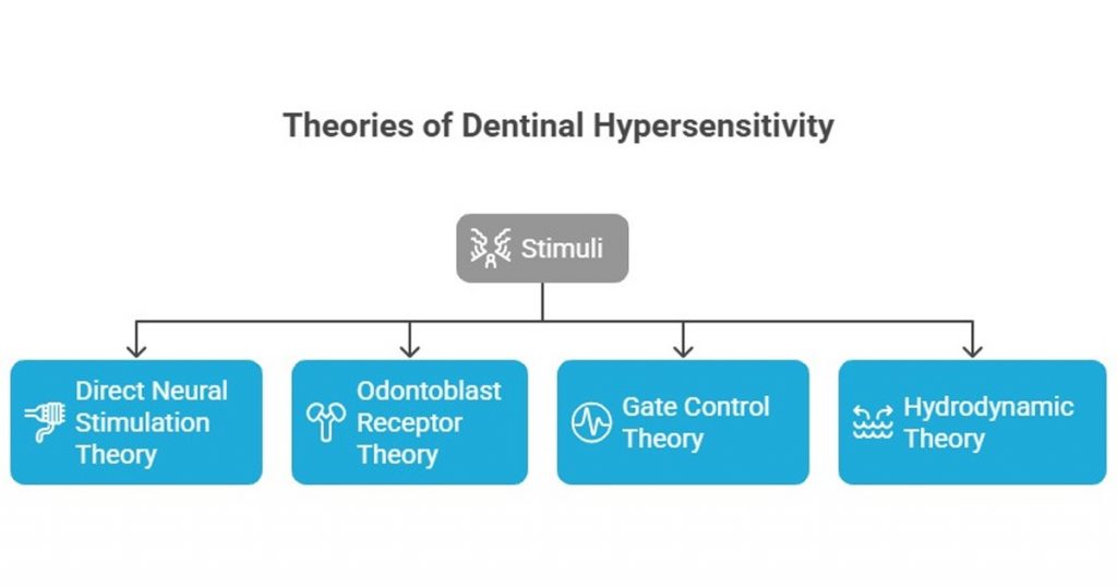 theories of dentinal hypersensitivity